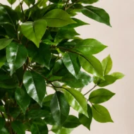 Planta Artificial Ficus 180cm - Imagen 3