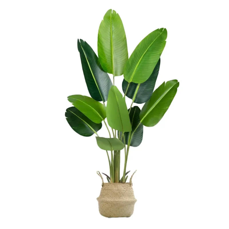 Ave del Paraiso Artificial, Cesto, Planta Artificial