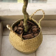 Pack Olivo 120 cm + Cesto Mimbre 27 cm - Imagen 3