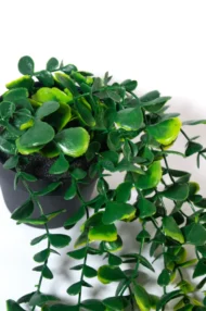 Planta Artificial Colgante con Maceta - Dischidia 110cm - Imagen 6