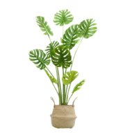 Monstera Artificial, Costilla de Adan Artificial