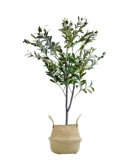 Pack Olivo 120 cm + Cesto Mimbre 27 cm - Imagen 2