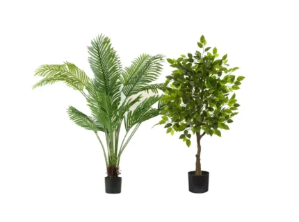 Pack Palmera Areca 160 cm + Ficus 150 cm