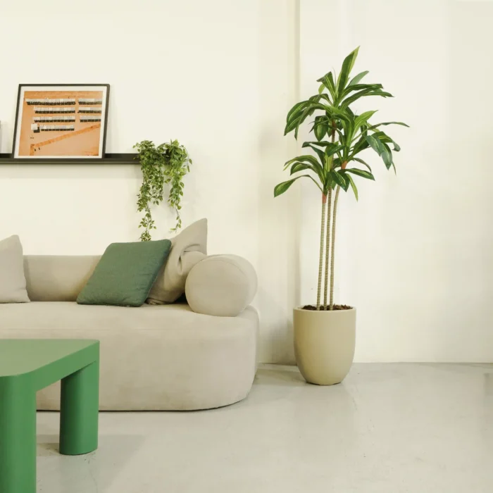 Dracena Artificial, Dracaena Artificial, Planta artificial