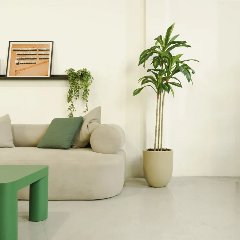 Dracena Artificial, Dracaena Artificial, Planta artificial