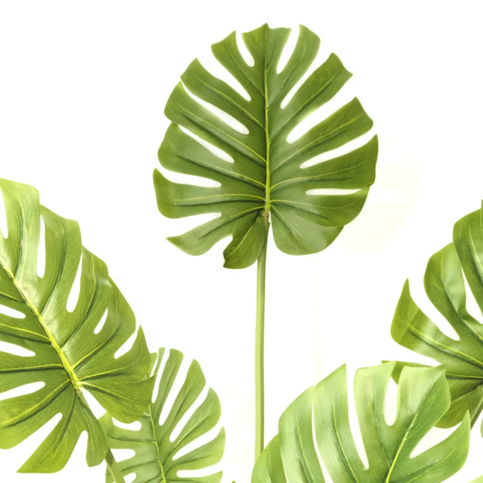 Monstera Artificial, Costilla de Adan Artificial