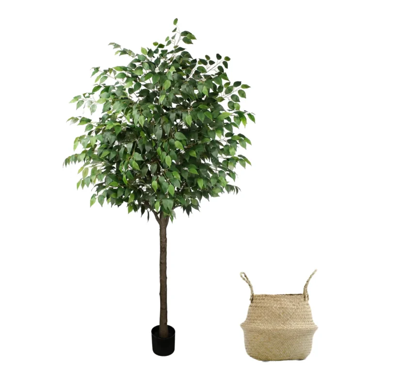 Ficus Artificial, Cesto de Mimbre