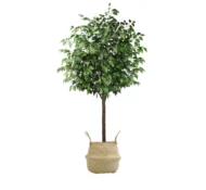 Ficus Artificial, Cesto de Mimbre