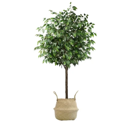 Ficus Artificial, Cesto de Mimbre