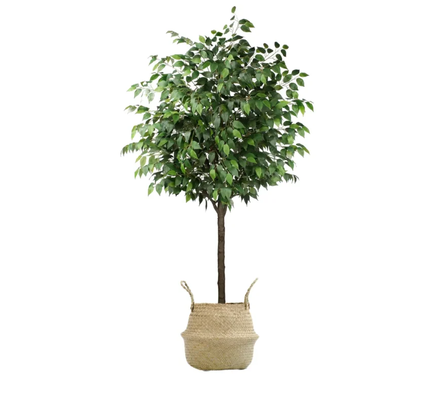 Ficus Artificial, Cesto de Mimbre