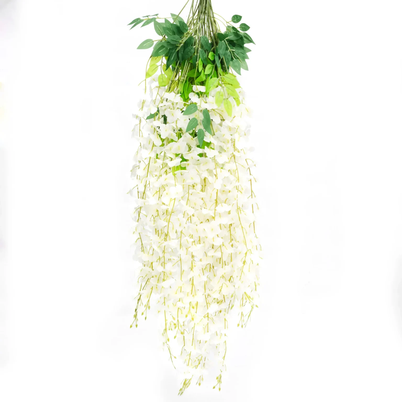 Enredadera Glicina Blanca, Flor Blanca