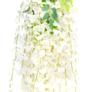 Enredadera Glicina Blanca, Flor Blanca