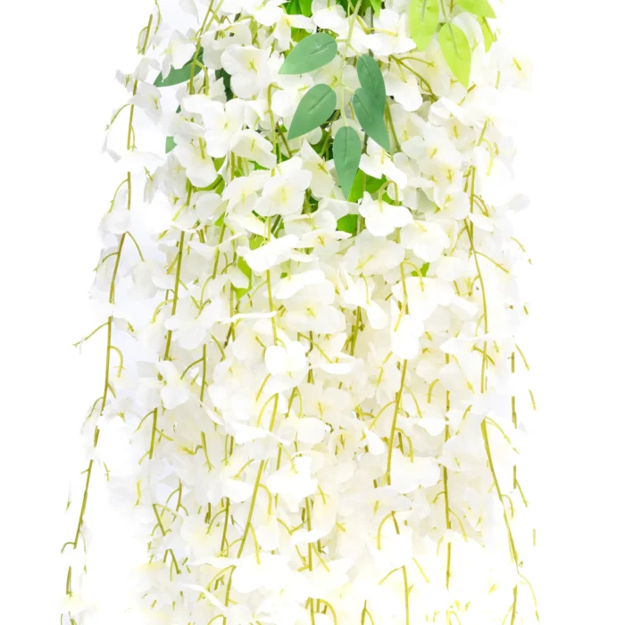 Enredadera Glicina Blanca, Flor Blanca