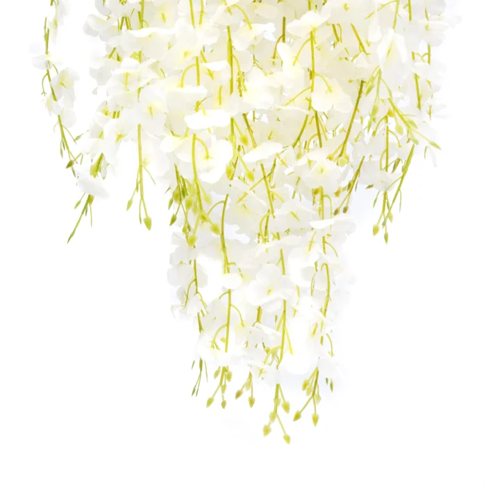 Enredadera Glicina Blanca, Flor Blanca