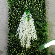 Enredadera Glicina Blanca, Flor Blanca