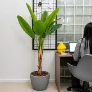 Platanera Artificial, Planta Artificial