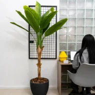 Platanera Artificial, Planta Artificial