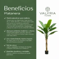 Planta Artificial Platanera 160cm - Imagen 6