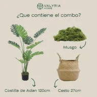 Pack Monstera 120cm+ Cesto Maceta 27cm + Musgo - Imagen 3