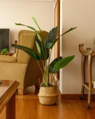 Pack Ave del Paraíso 120cm+ Cesto Maceta 27cm + Musgo