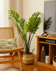 Pack Monstera 120cm+ Cesto Maceta 27cm + Musgo