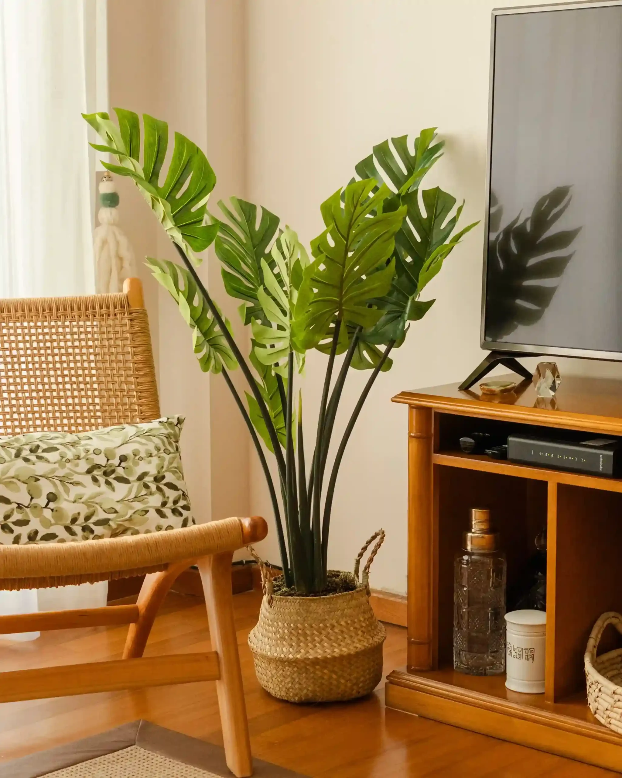portada-combo-costilla-120_11zon_11zon-scaled Pack Monstera 120cm+ Cesto Maceta 27cm + Musgo - Imagen 1