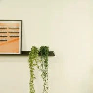 Planta Colgante con Maceta
