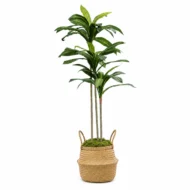 Planta artificial, Dracena Artificial