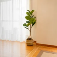 Ficus 120cm, Hoja de Violin, Ficus lyrata
