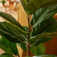 Ficus 120cm, Hoja de Violin, Ficus lyrata