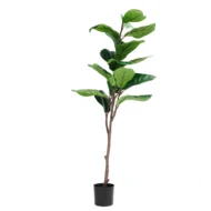 Ficus 120cm, Hoja de Violin, Ficus lyrata