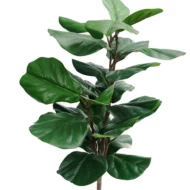 Ficus 120cm, Hoja de Violin, Ficus lyrata